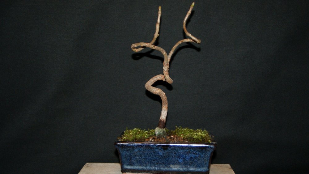 bonsai chêne.jpg