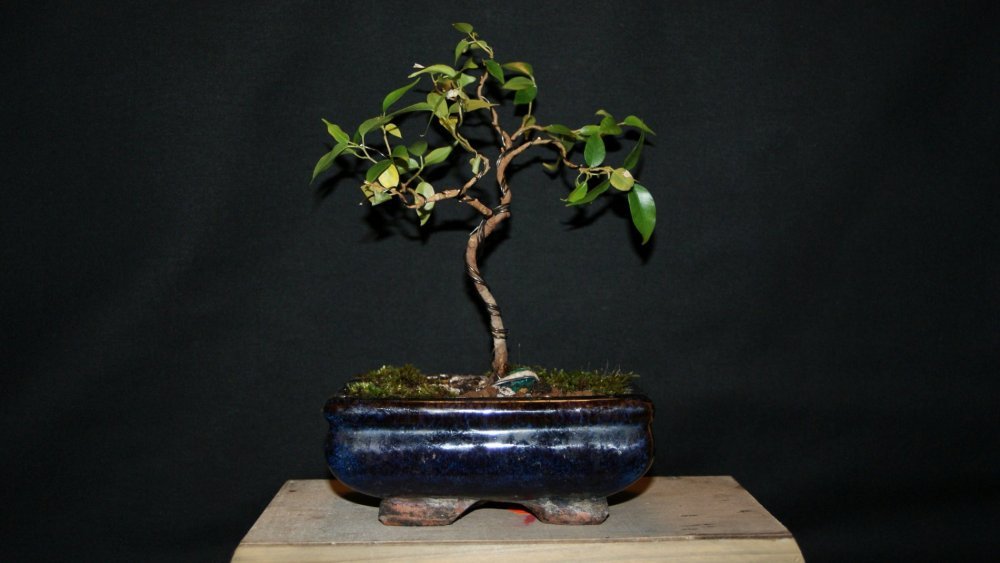 bonsai ficus A.jpg
