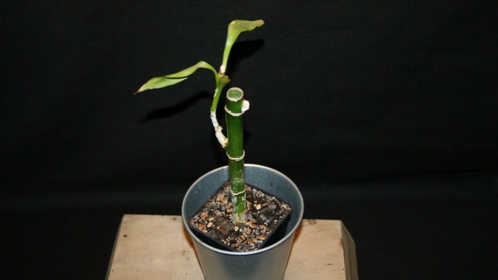 Dracaena sanderiana.jpg