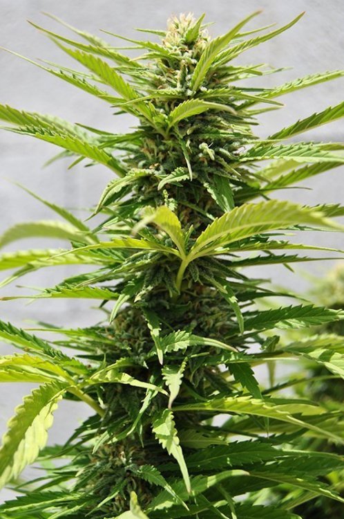 CRS-inbetween-uk420-2018 outdoor 0817 cola.jpg