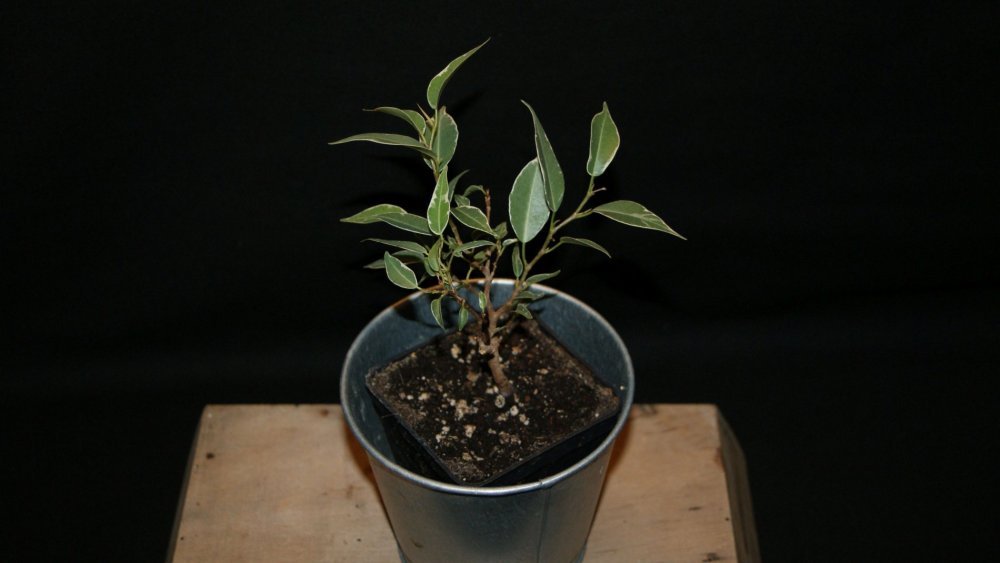 ficus benjamina 2.jpg