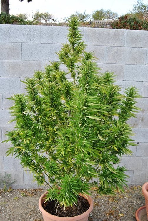 OGF-inbetween-uk420-2018 outdoor OG25thaug.JPG