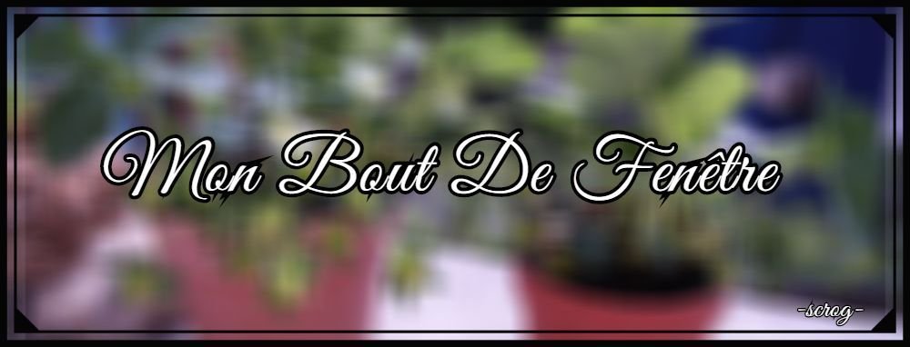 mon bout de fenêtre.jpg