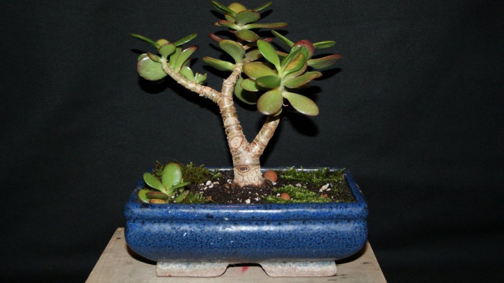 crassula ovata.jpg
