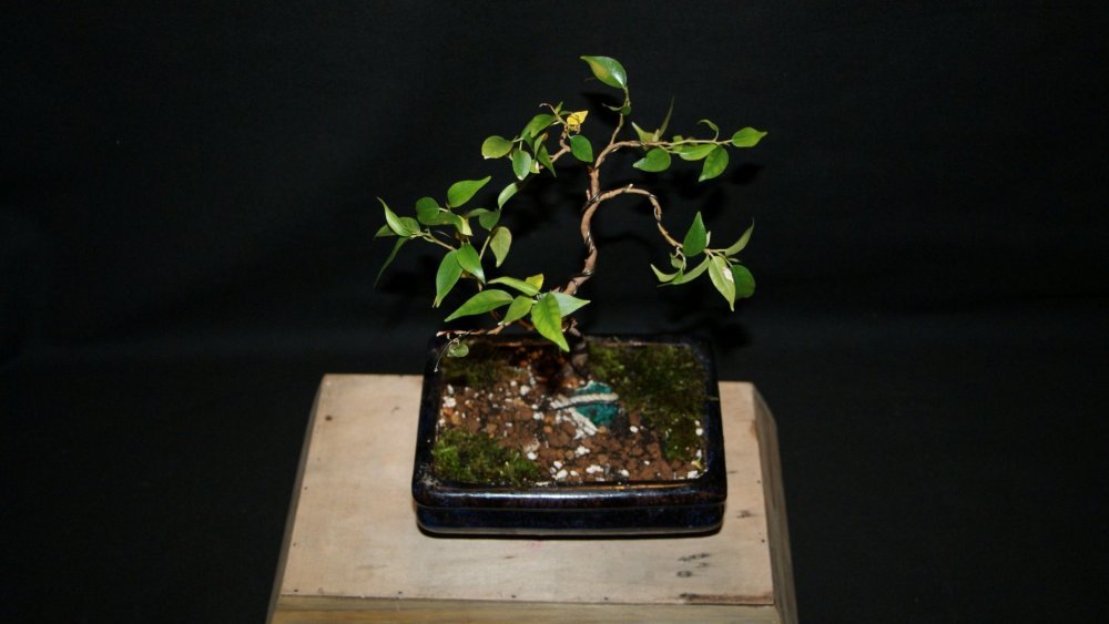bonsai ficus A 1.jpg