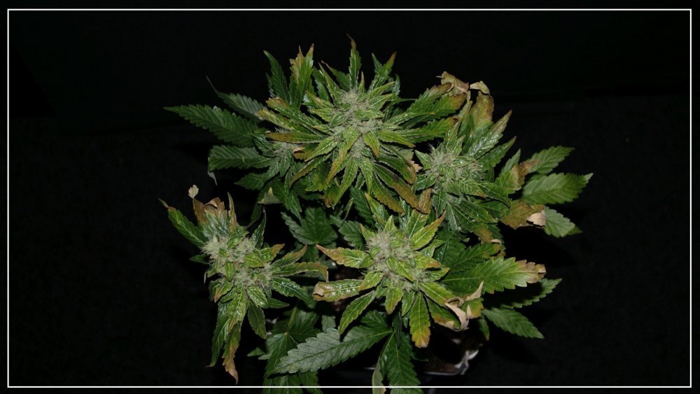 FLO+51 Minth-Cookie 1.jpg