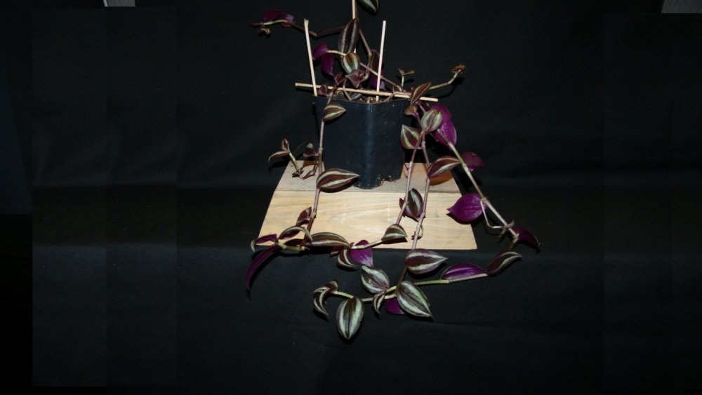 Tradescantia 1.jpg