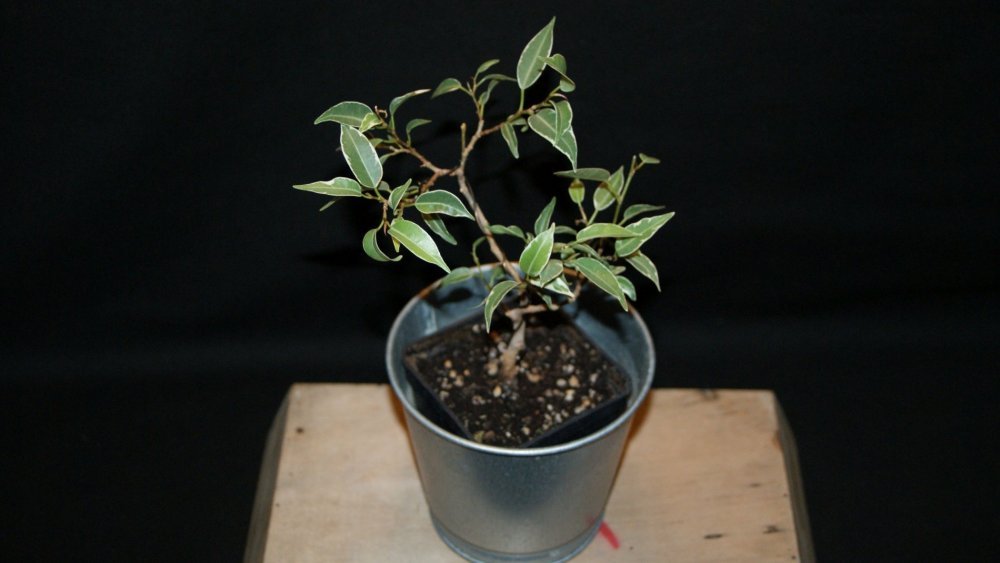 ficus benjamina 1.jpg