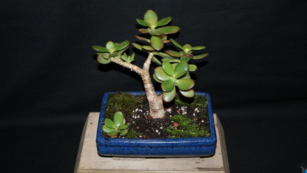 crassula ovata 1.jpg