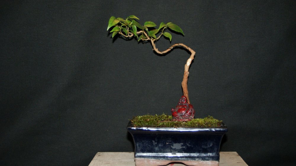 bonsai ficus.jpg