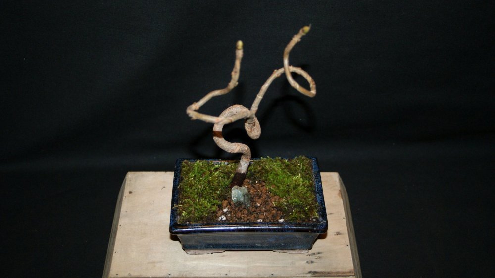 bonsai chêne 1.jpg