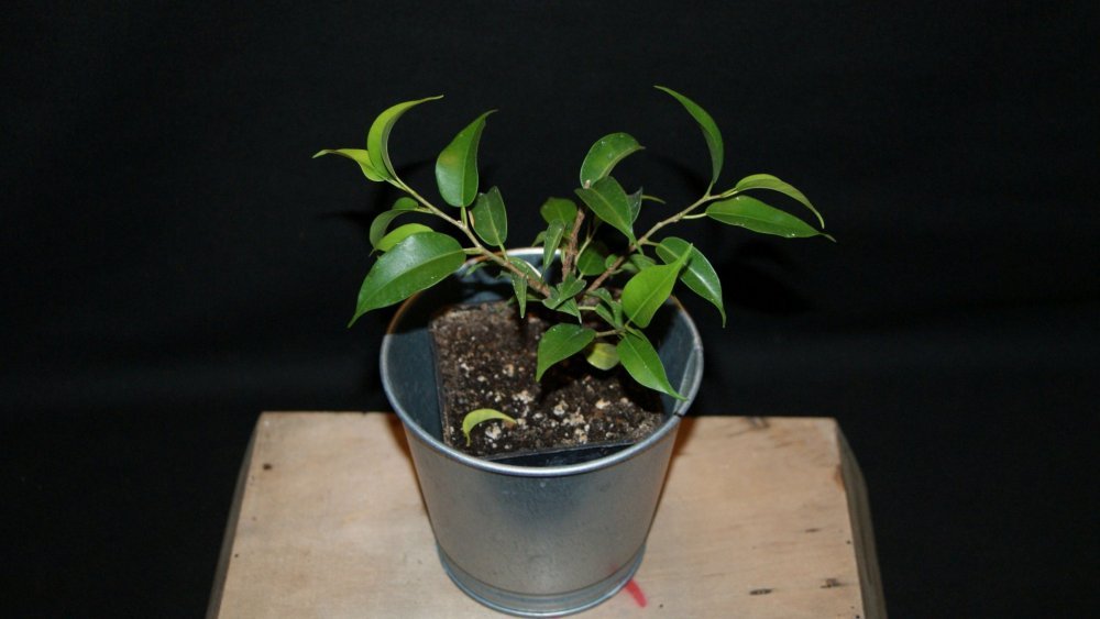 ficus 3.jpg