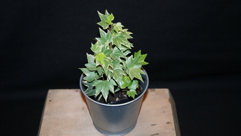 hedera panache.jpg