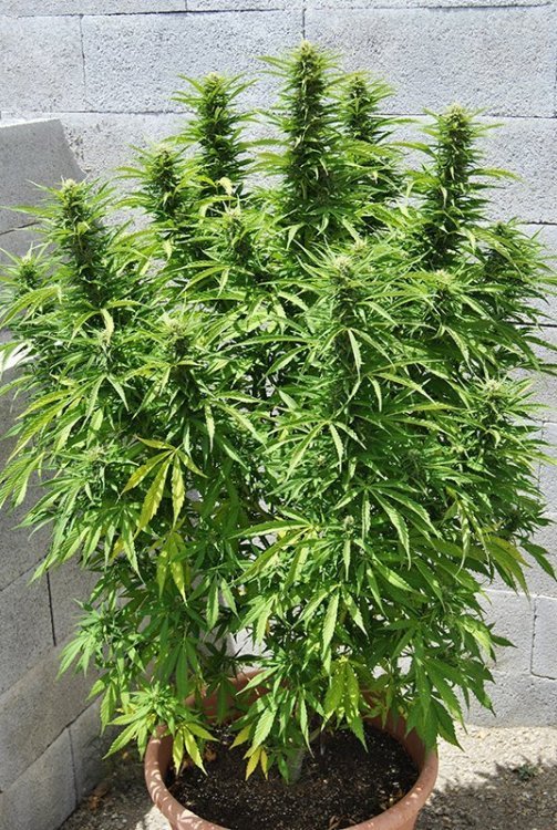 CRS-inbetween-uk420-2018 outdoor CriticalSour17july.jpg