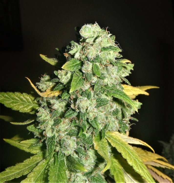 Chem OG DSCF3557.JPG