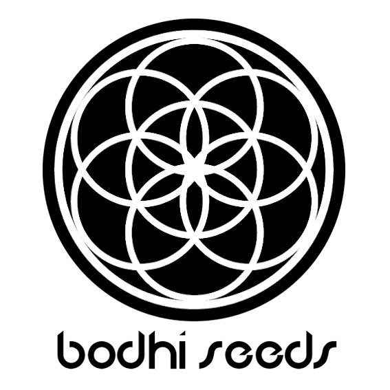 Bodhi Seeds