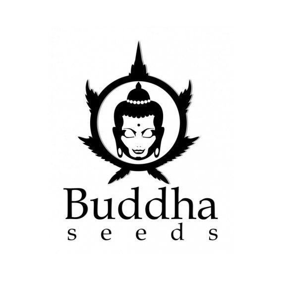 Buddha Seeds