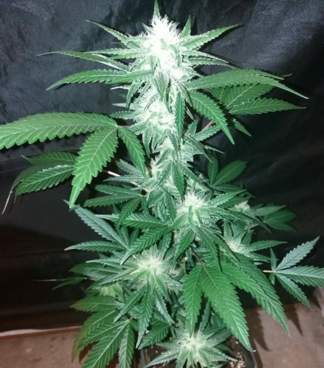 G13HPxNL.jpeg