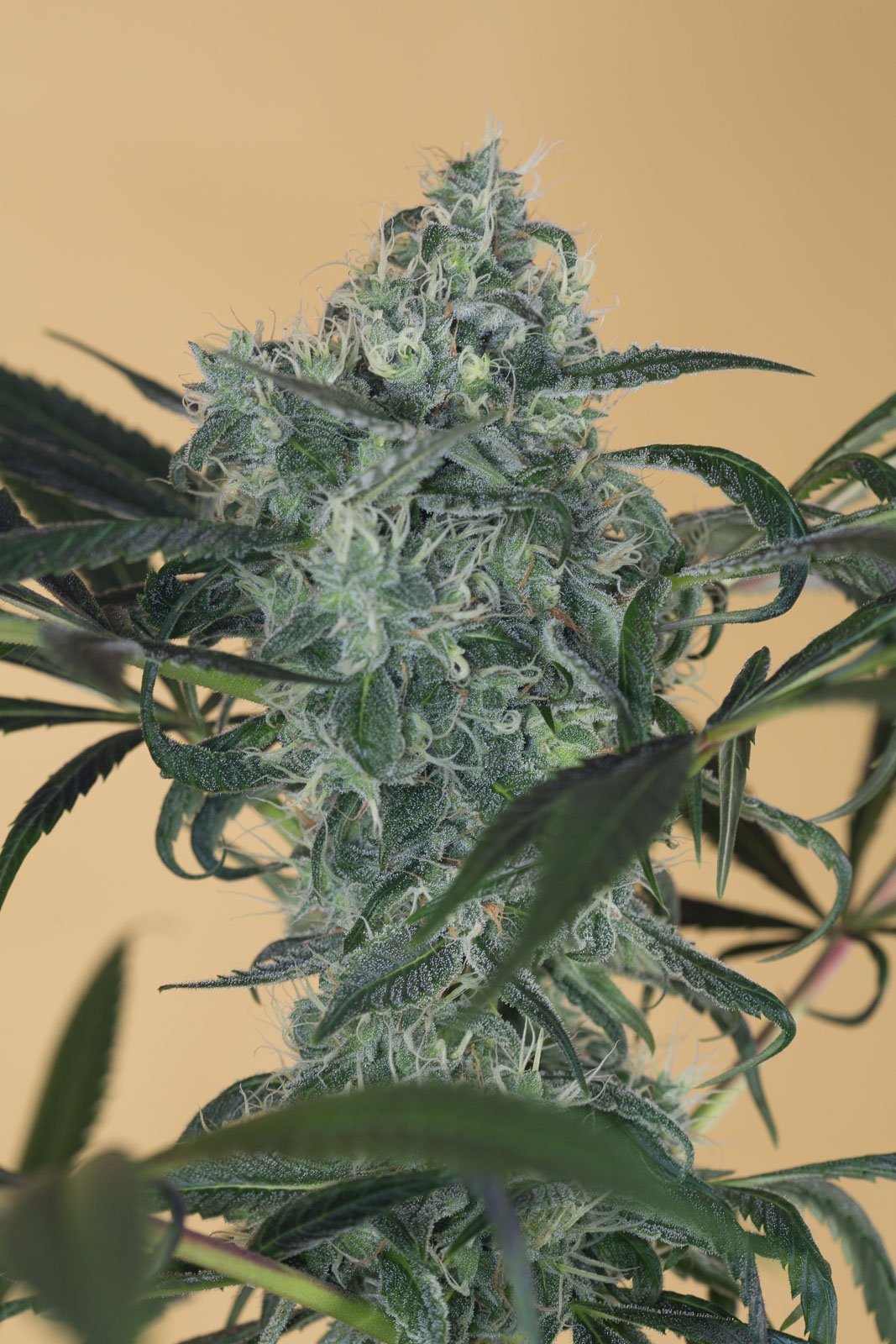 Green Crack CBD