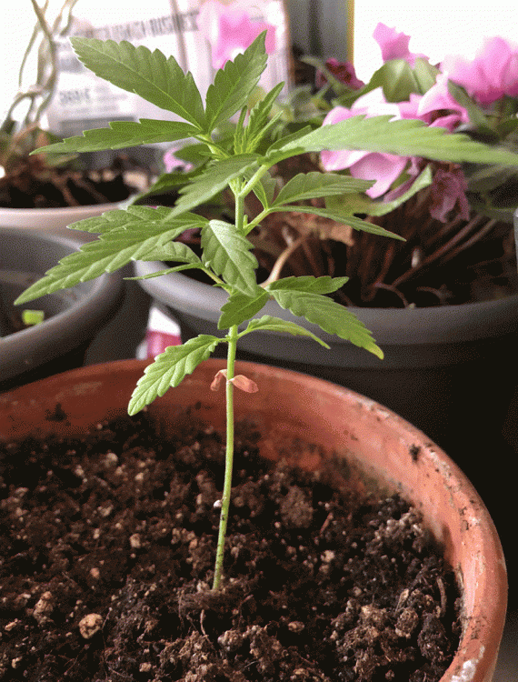 IMG_4602-light.thumb.gif.47925754f45175eeb2a421da820f6af2.gif