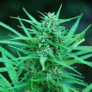 Panama (CannaBioGen)