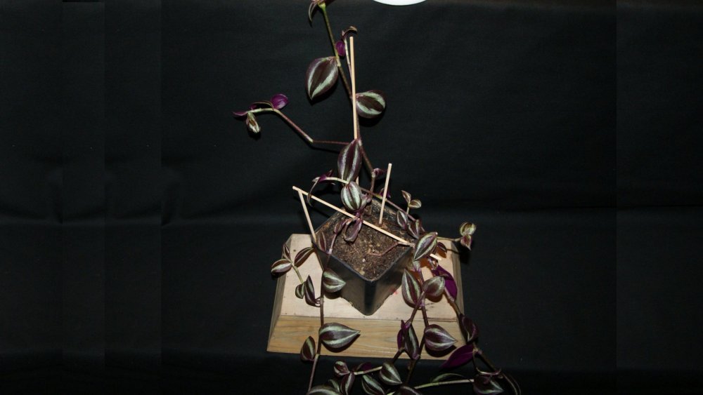 Tradescantia.jpg
