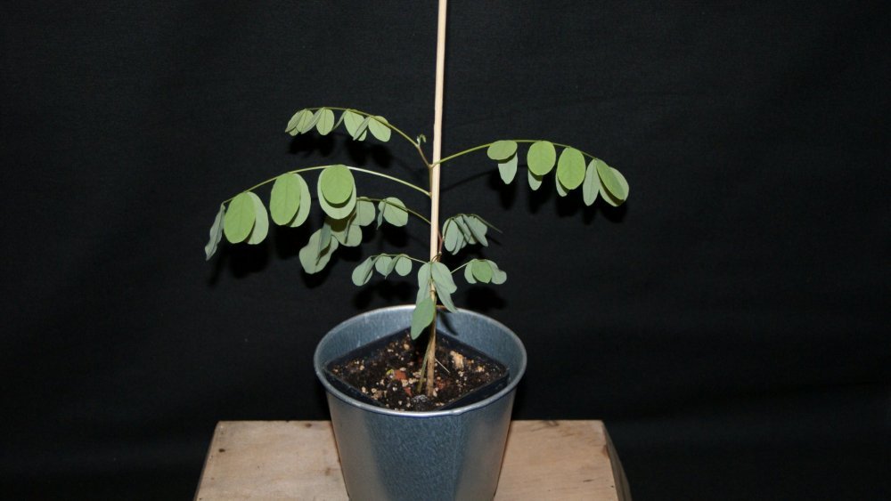 acacia.jpg