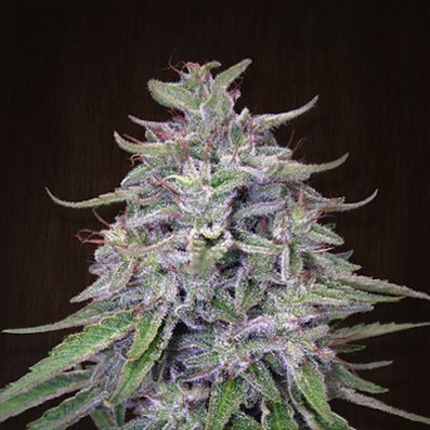 Bangi Haze (ACE Seeds)