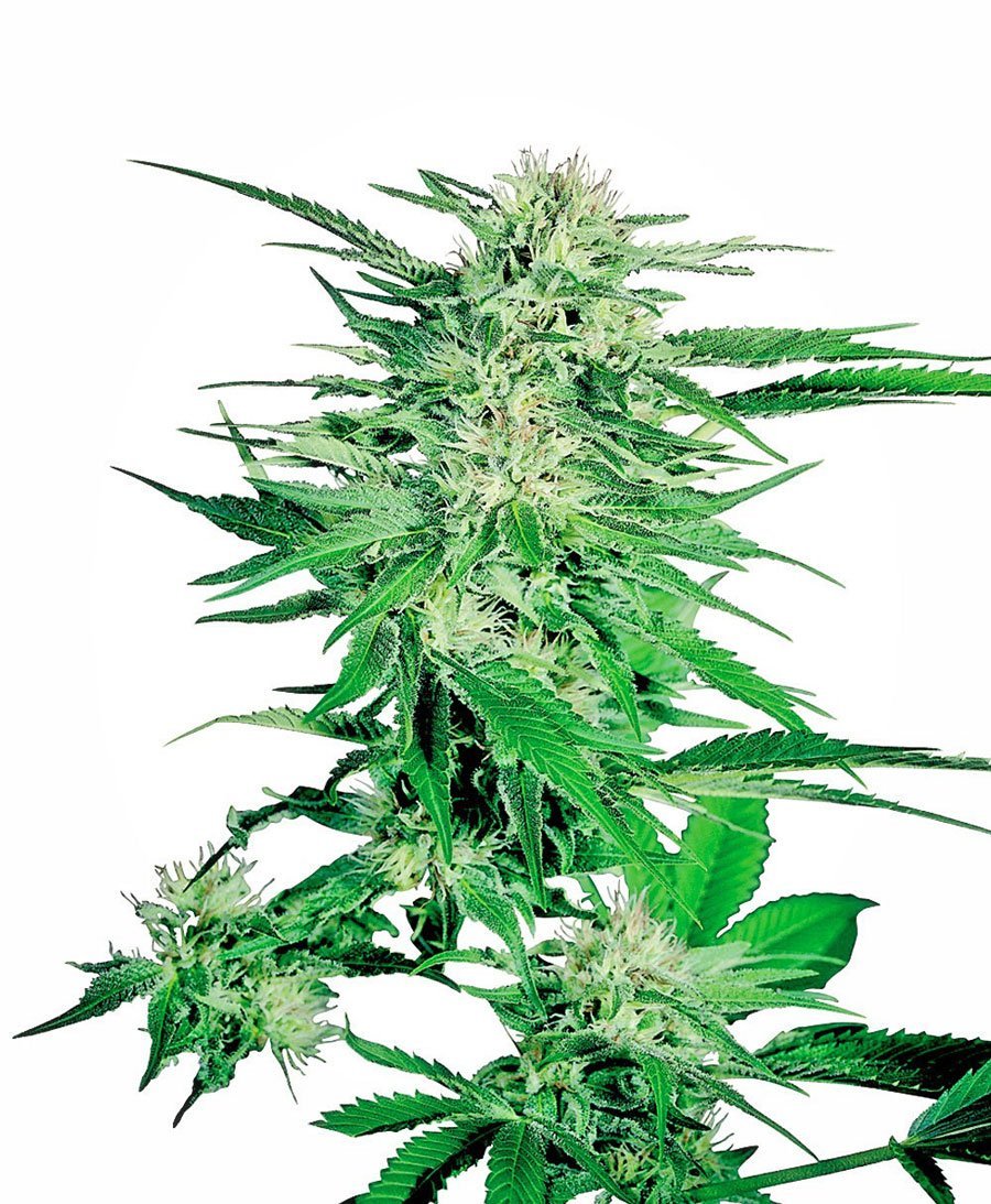 Big Bud (Sensi Seeds)