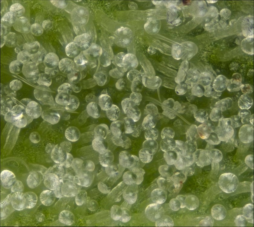 cropgolcw.jpg