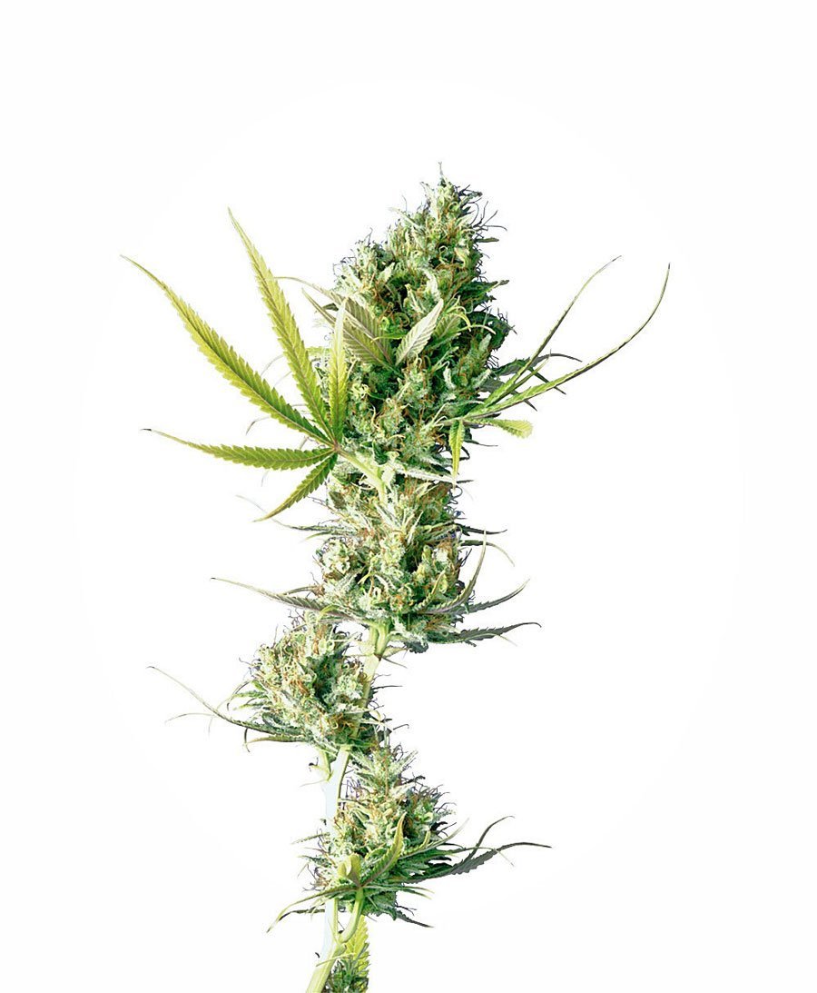 Durban (Sensi Seeds)
