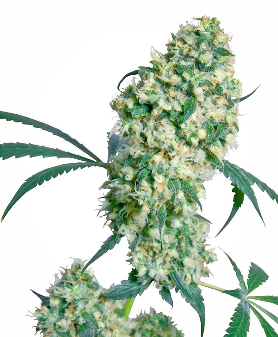 Ed Rosenthal Super Bud
