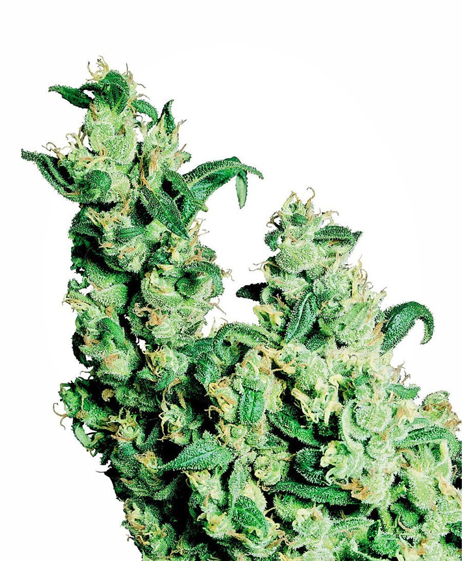 Jack Herer (Sensi Seeds)