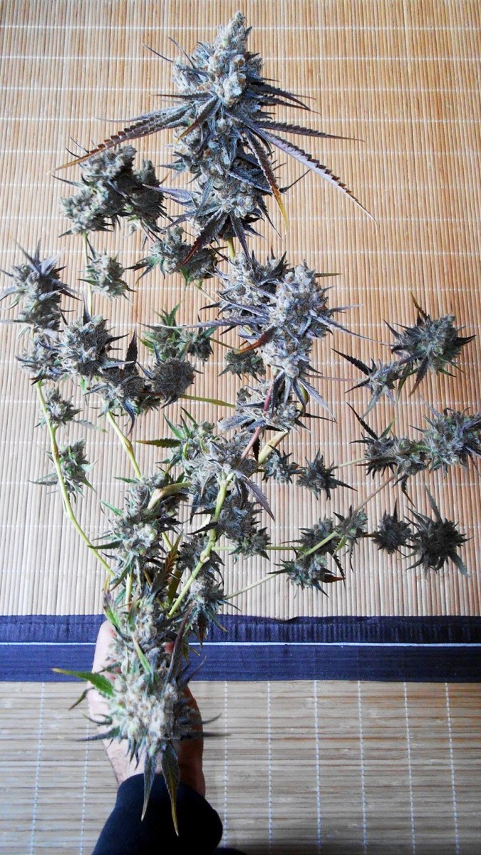 Peyote Critical