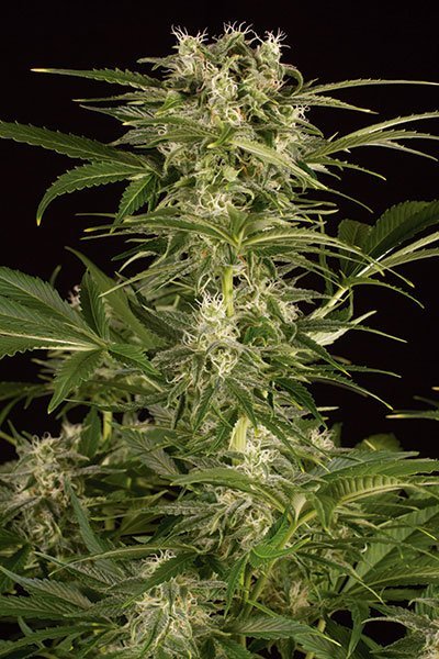 Lemon Juice Express
