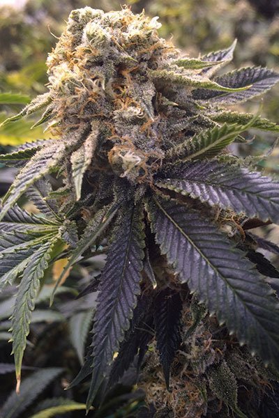 Lost Coast Hashplant