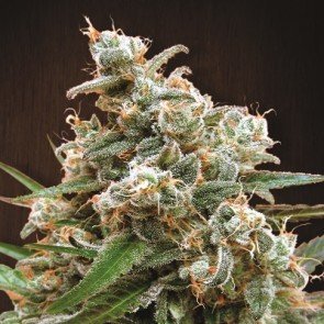 Nepal Jam (CannaBioGen)
