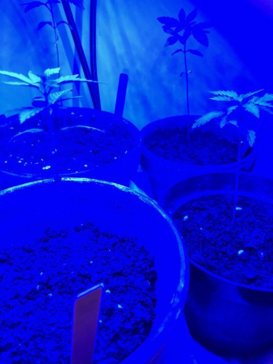 plants.jpeg