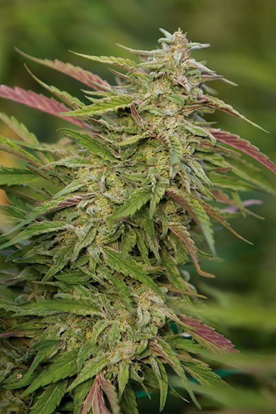 Purple TrainWreck