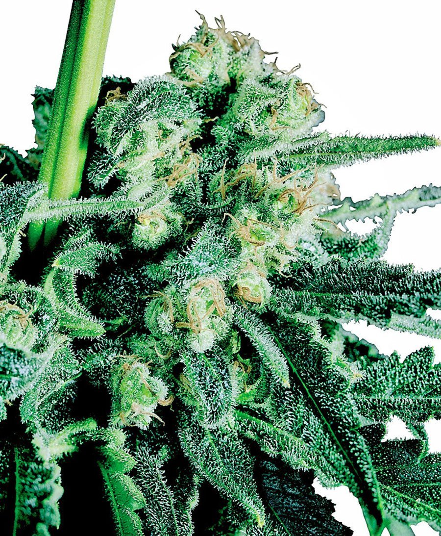 Sensi Skunk