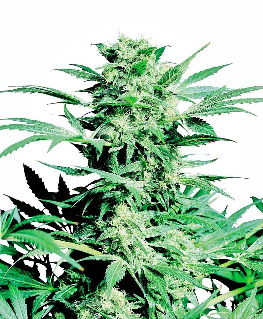 Shiva Skunk