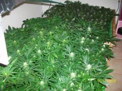 100_7086.JPG