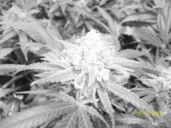 100_7110.JPG