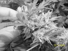 100_7112.JPG