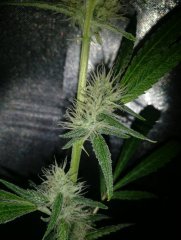 Amnesia No-till (2) (FILEminimizer).jpg