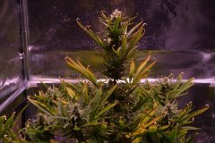 SD#2 02 (Large).JPG