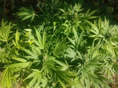 Oange bud Out 18 (2) (FILEminimizer).jpg