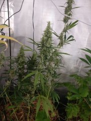 No-till Amne Bubble (FILEminimizer).jpg