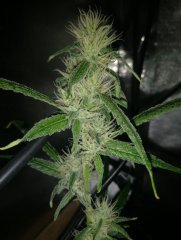 Amnesia No-till (1) (FILEminimizer).jpg
