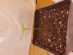 20181121_070745.jpg